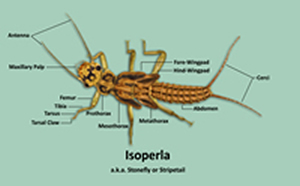 Isoperla Bug Drawing